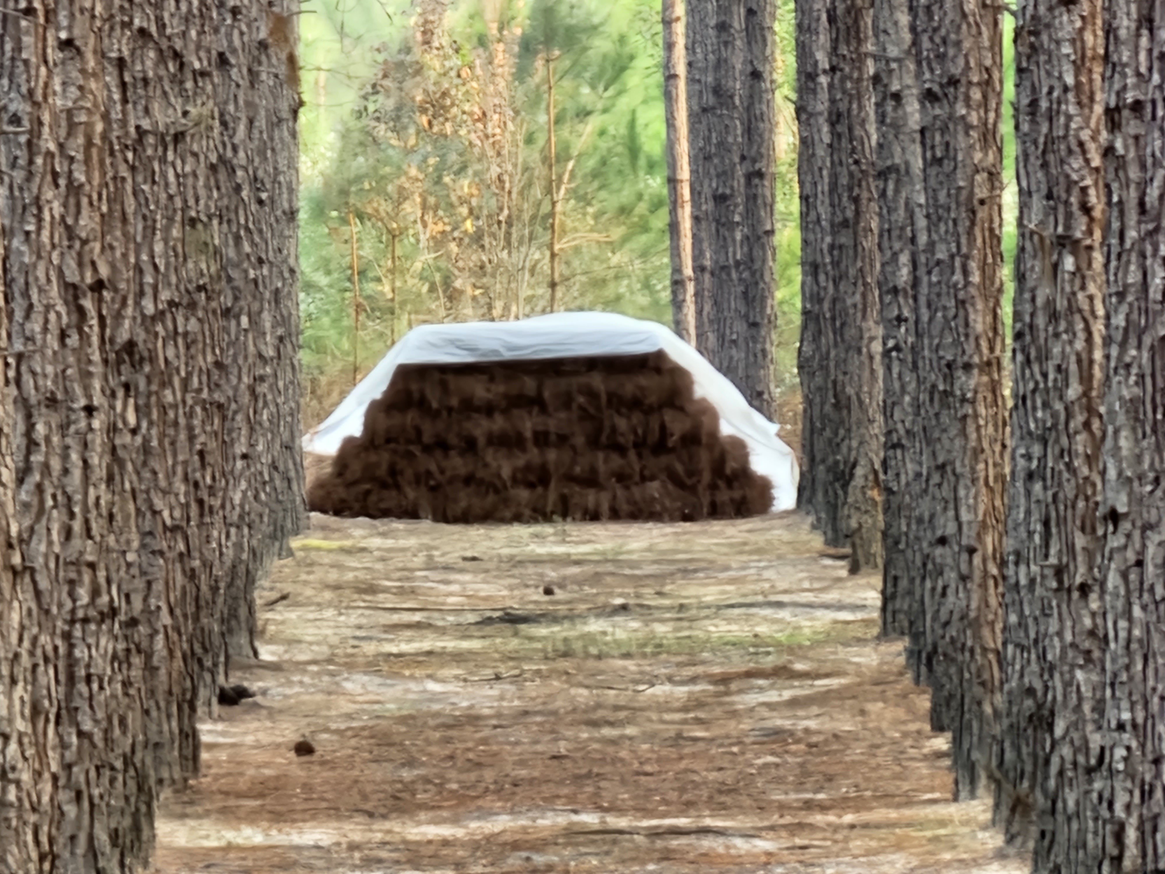 Two rows of longleaf pine trees with bales premium pinestraw under a white plastic sheet..