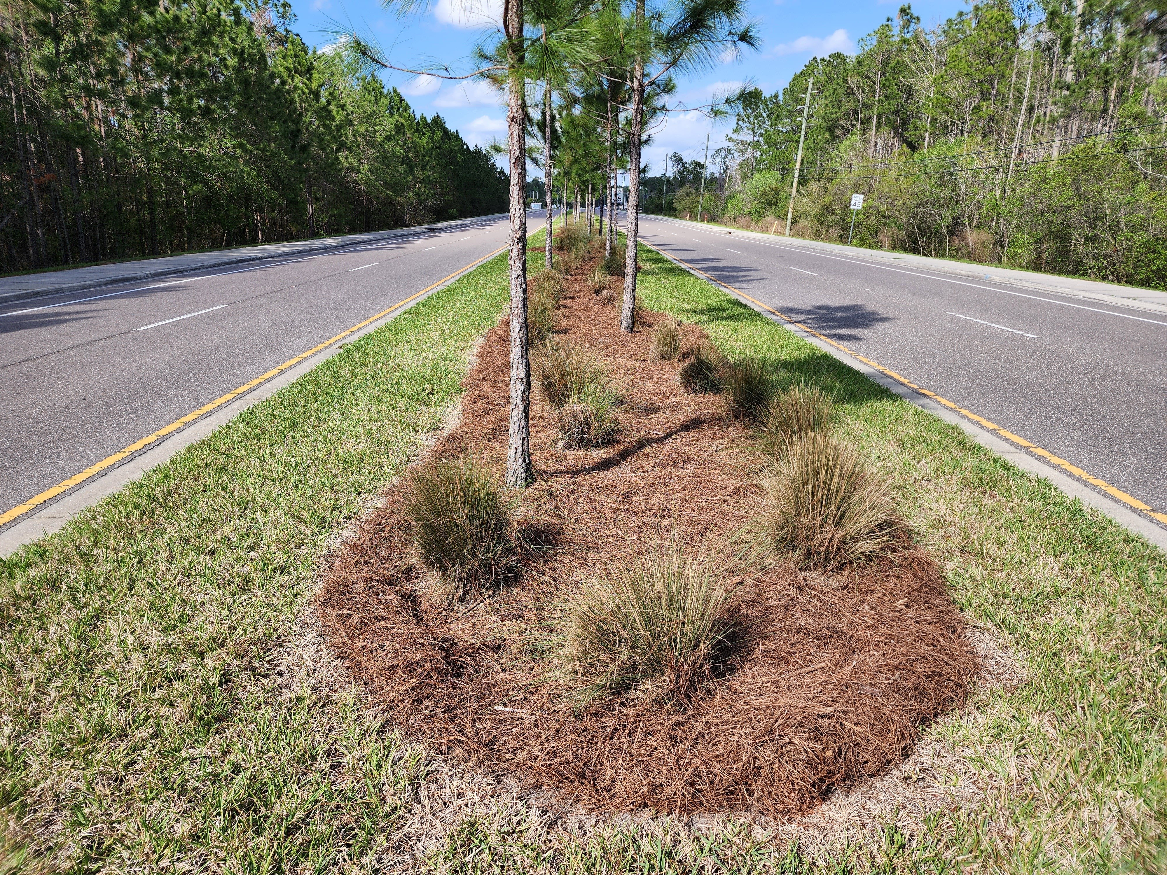 Island of moisture retaining longleaf pine straw between two roads.