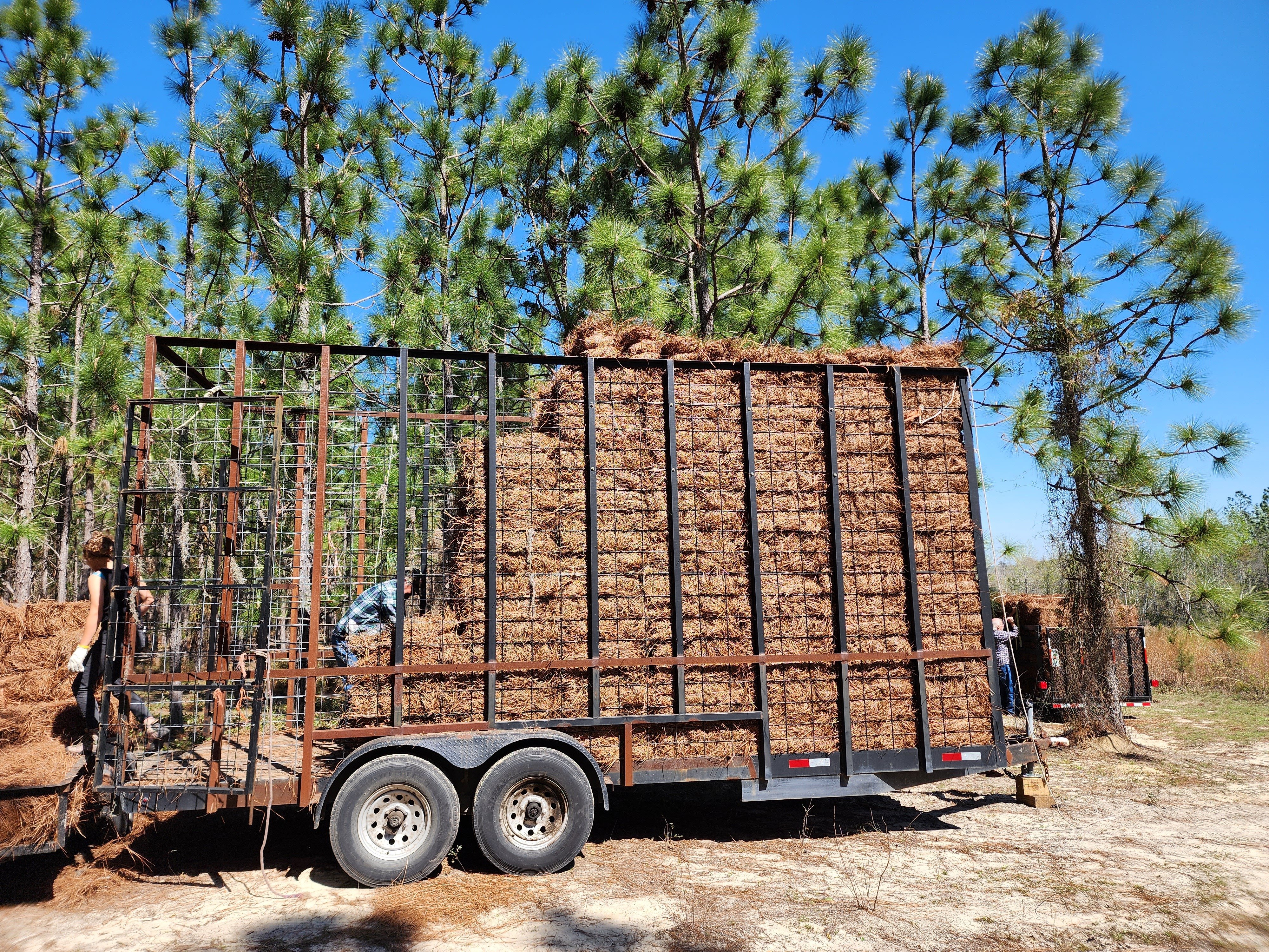 Longleaf pine straw bales loading for forest to work site delivery.