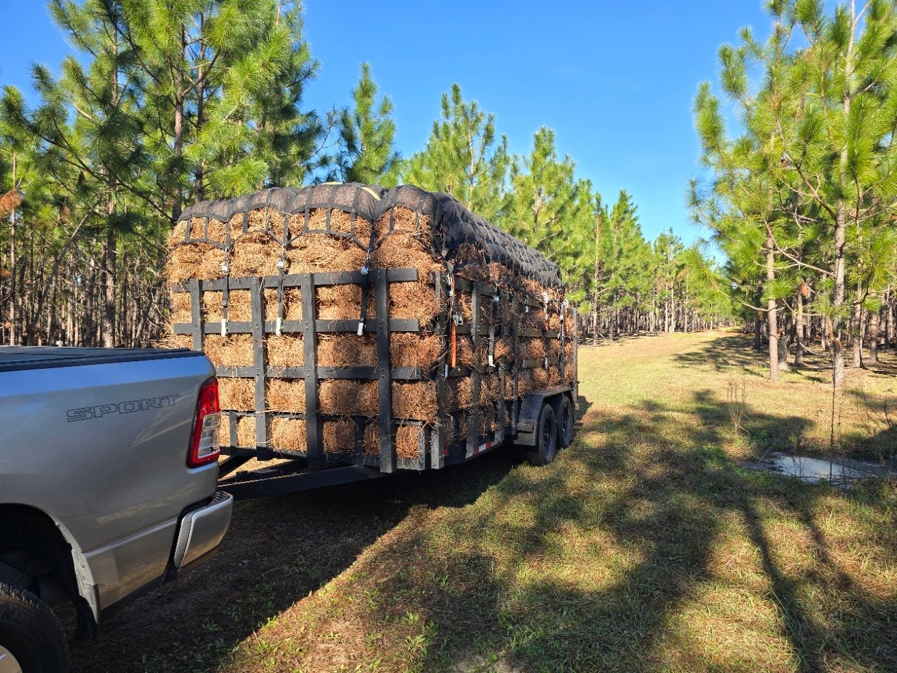 LTL (Less-Than-Trailer Load) of longleaf pine straw