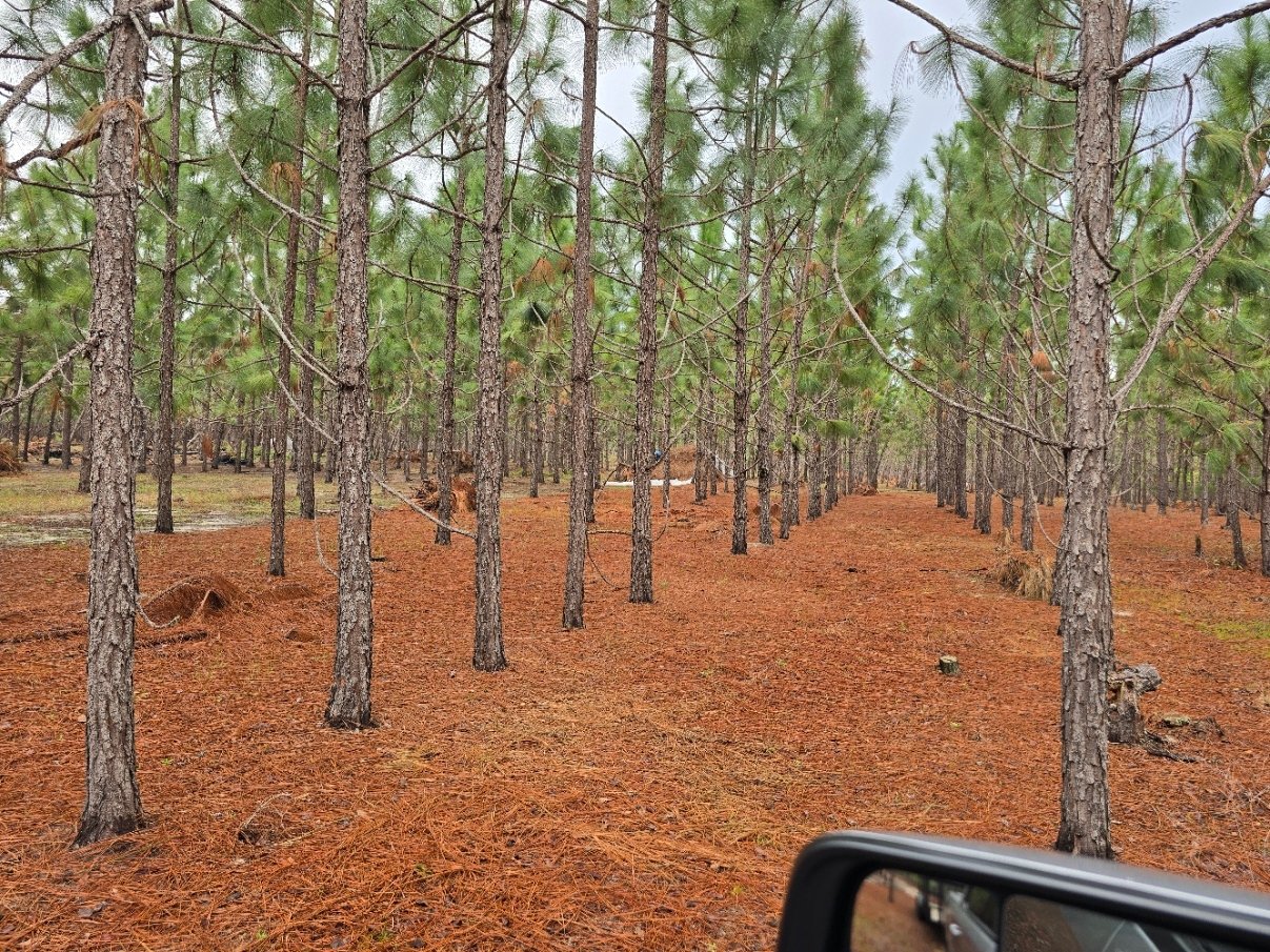Cinammon, bronze, and sieanna colored Longleaf pine in the field ready for raking.