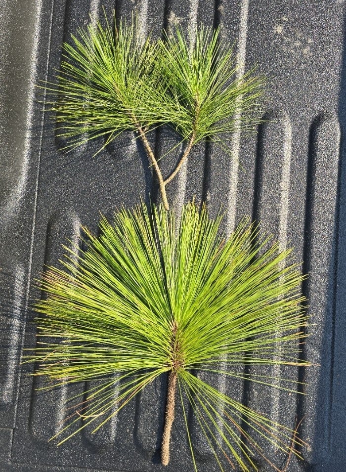 Longleaf-Slash Comparison
